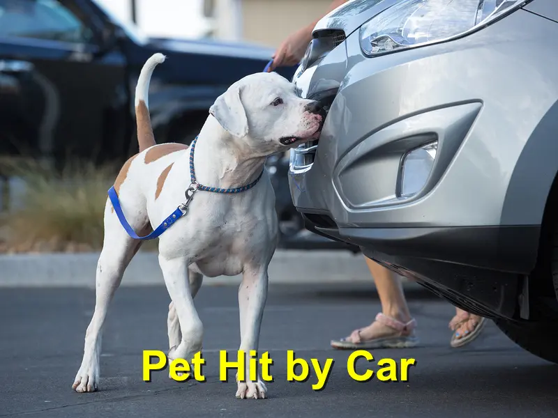 Read more about the article Pet Hit by Car