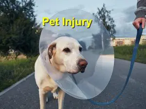 Read more about the article Pet Injury