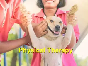 Read more about the article Pet Physical Therapy