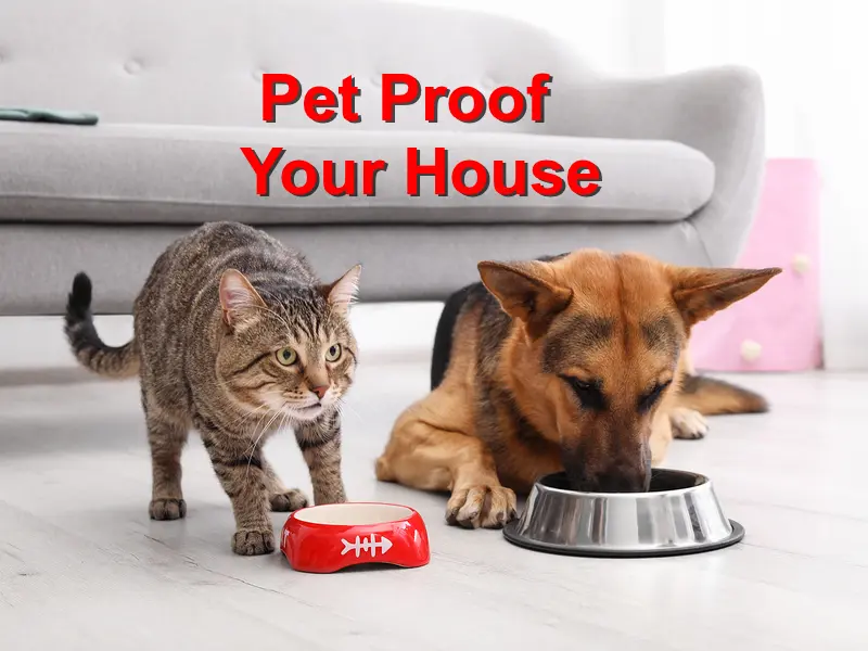 You are currently viewing Pet Proof Your House