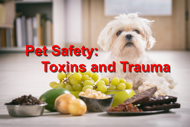 Pet Safety: Toxins and Trauma
