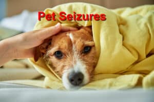 Pet Seizures: What to Do Before the ER