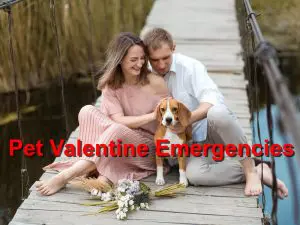 Read more about the article Pet Valentine Emergencies