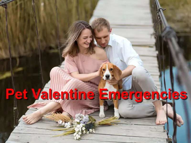 You are currently viewing Pet Valentine Emergencies
