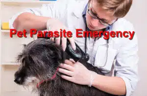 Pet parasite emergency