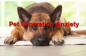 Pet separation anxiety