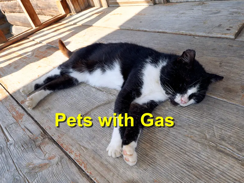 Read more about the article Pets with Gas