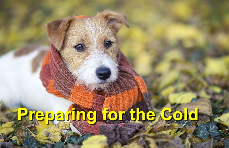 Read more about the article Preparing for the Cold