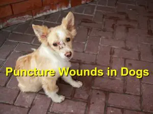 Read more about the article Puncture Wounds in Dogs