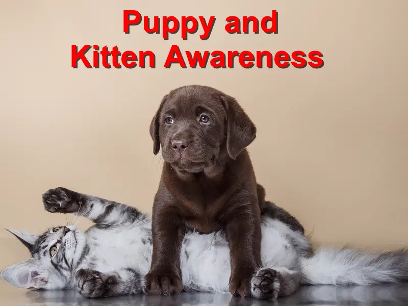 Read more about the article Puppy and Kitten Awareness