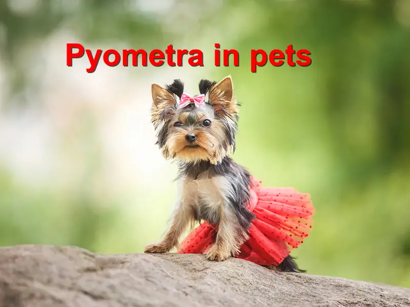 You are currently viewing Pyometra in pets