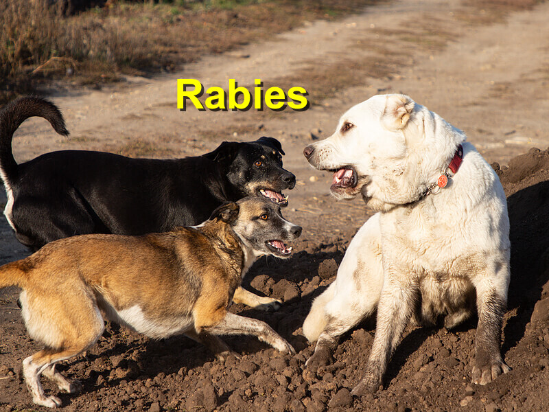 Read more about the article Rabies