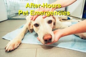 Recognizing True After-Hours Pet Emergencies