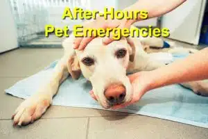 Recognizing True After-Hours Pet Emergencies