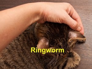 Read more about the article Ringworm