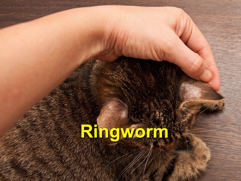 ringworm in cats back