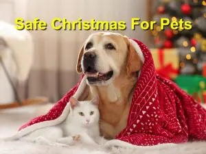 Read more about the article Safe Christmas For Pets