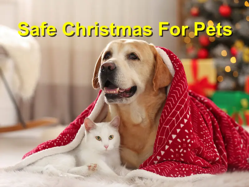 You are currently viewing Safe Christmas For Pets
