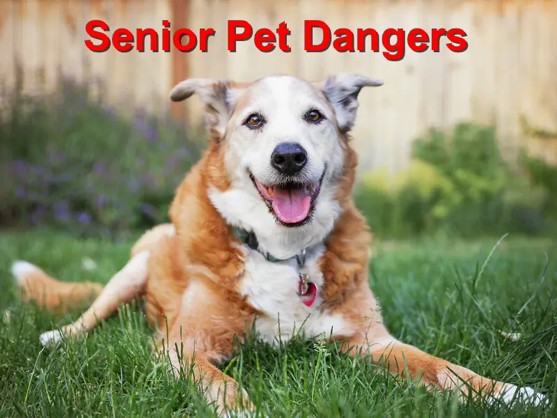 You are currently viewing Senior Pet Dangers