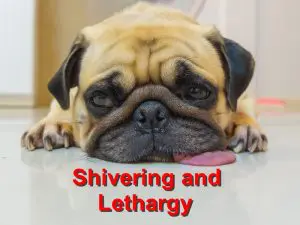 Read more about the article Shivering and Lethargy in pets