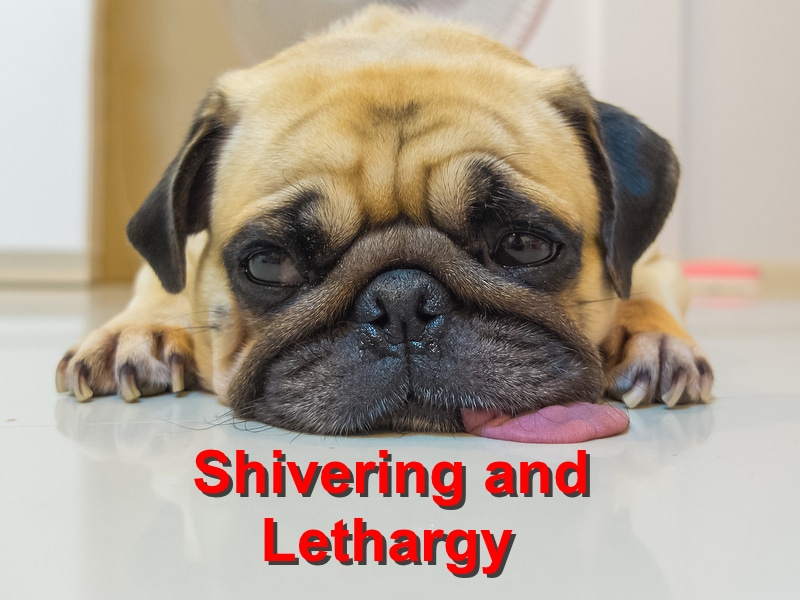 Read more about the article Shivering and Lethargy in pets