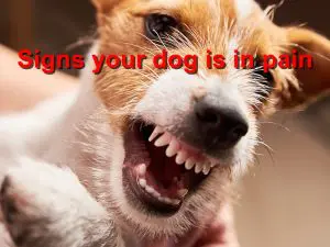 Read more about the article Signs your dog is in pain