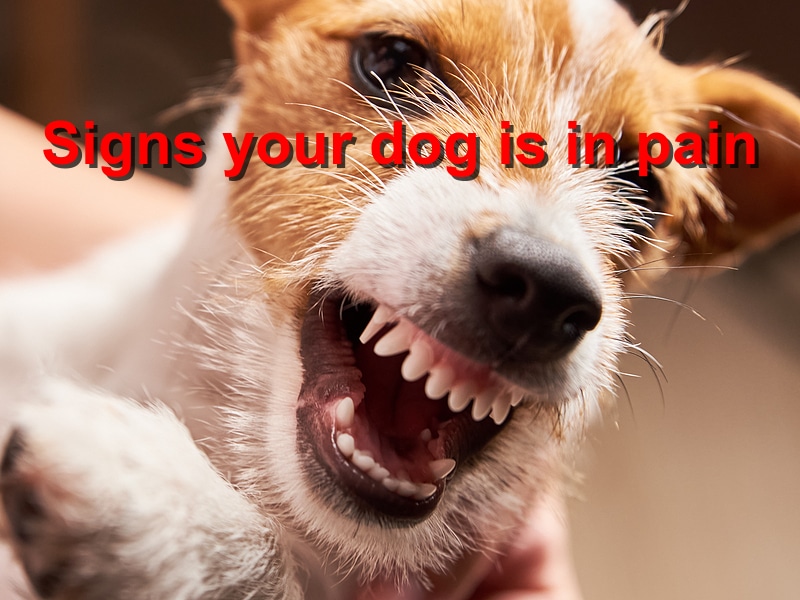 Signs your dog is in pain Emergency Animal Care Braselton