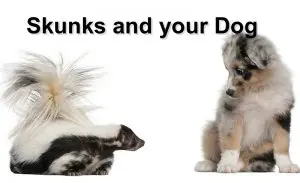 Read more about the article Skunks and your Dog