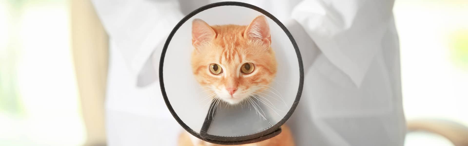 Slide 4 Emergency Animal Care Braselton