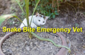 Snake bite emergency vet