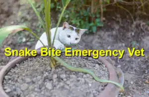Snake bite emergency vet