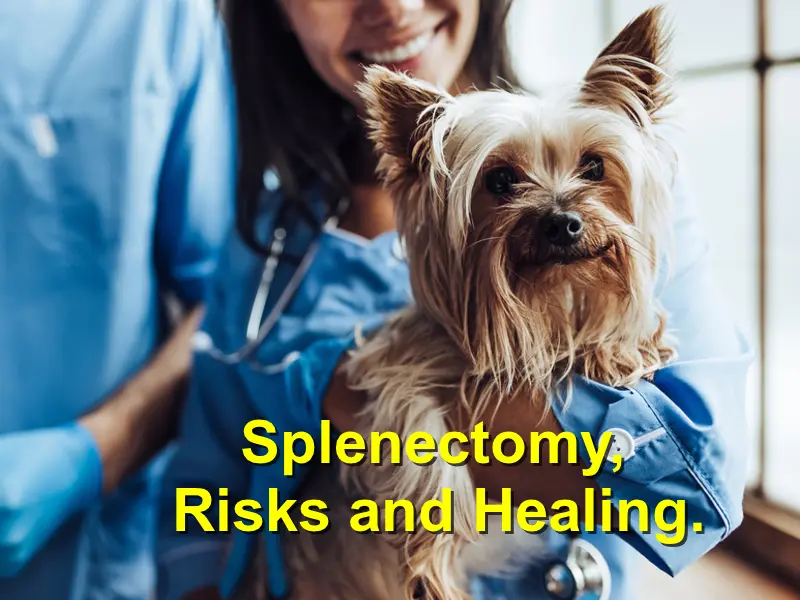 You are currently viewing Splenectomy, Risks and Healing.
