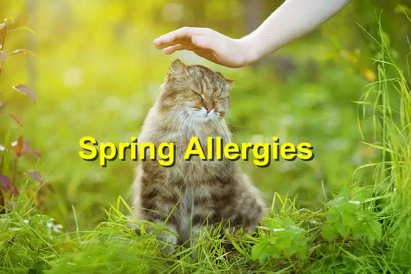 You are currently viewing Spring Allergies vs True Pet Emergencies