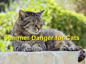 Read more about the article Summer Danger for Cats