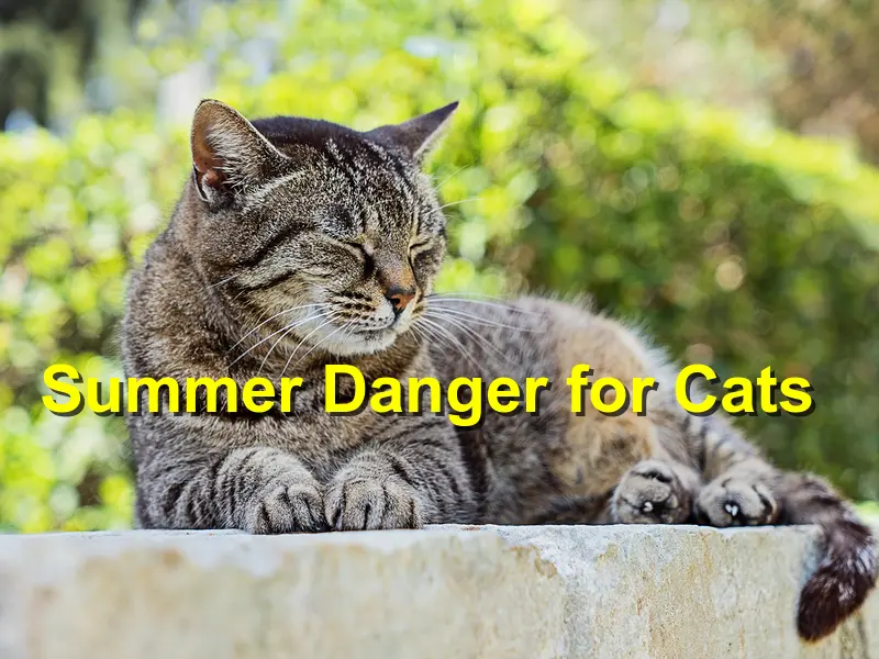 You are currently viewing Summer Danger for Cats