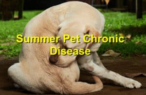 Summer pet chronic disease
