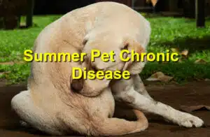 Summer pet chronic disease