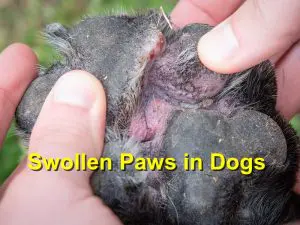 Read more about the article Swollen Paws in Dogs
