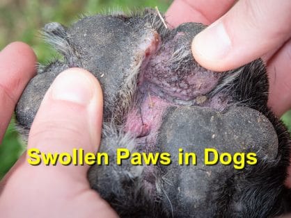 Swollen Paws in Dogs - Emergency Animal Care Braselton