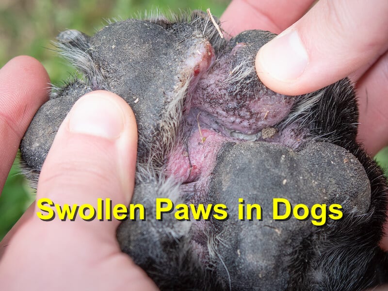 Swollen Paws In Dogs Emergency Animal Care Braselton