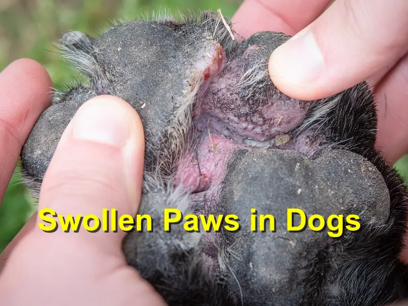 You are currently viewing Swollen Paws in Dogs