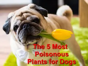 Read more about the article The 5 Most Poisonous Plants for Dogs