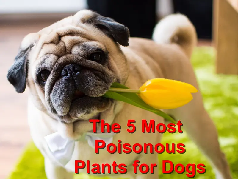 You are currently viewing The 5 Most Poisonous Plants for Dogs