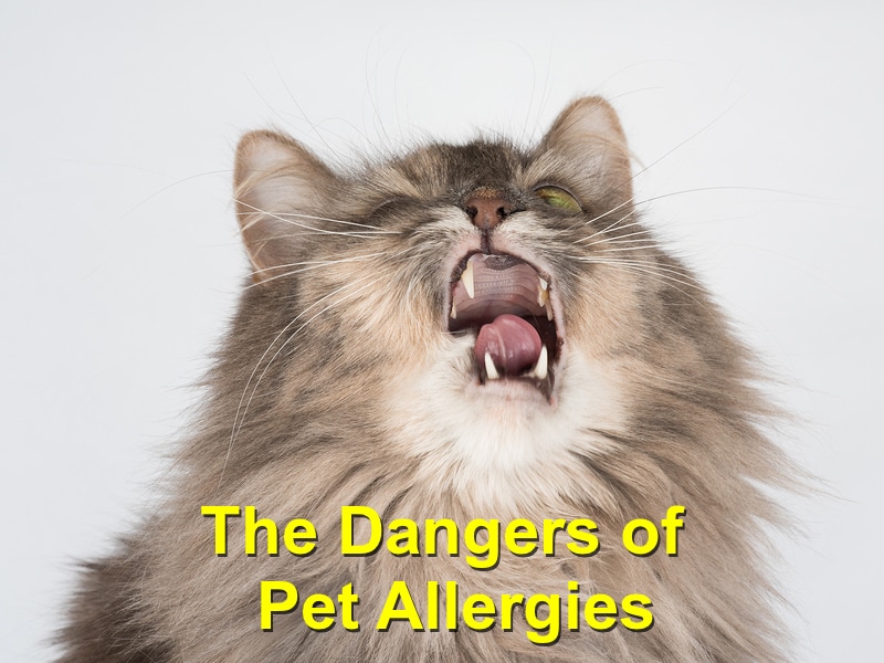 Read more about the article The Dangers of Pet Allergies