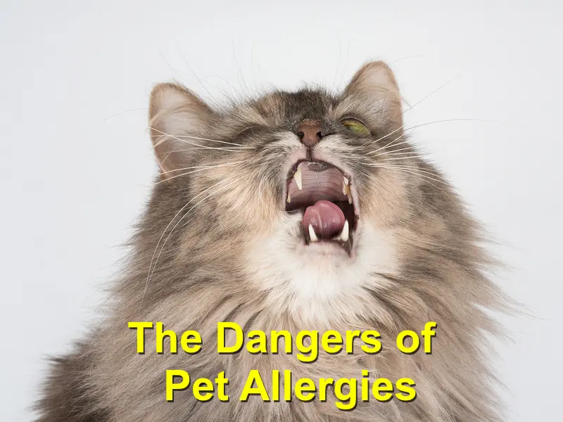 You are currently viewing The Dangers of Pet Allergies