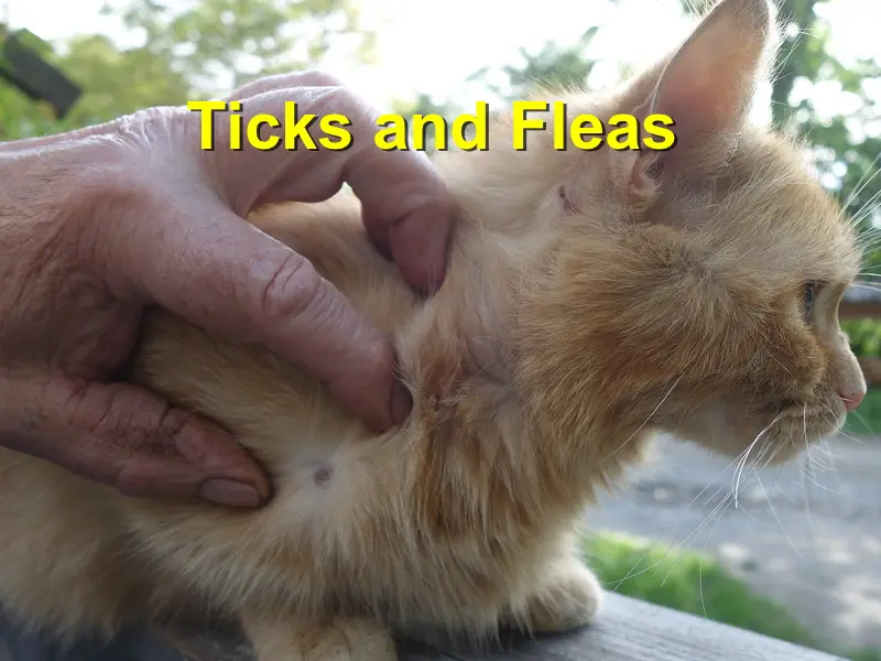 You are currently viewing Tick and Flea Medication