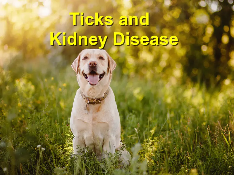 You are currently viewing Ticks and Kidney Disease