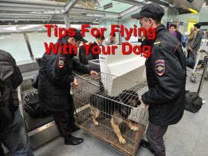 Read more about the article Tips For Flying With Your Dog