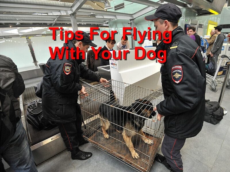You are currently viewing Tips For Flying With Your Dog