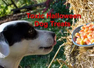Read more about the article Toxic Halloween Dog Treats